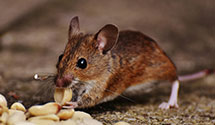 24 Hour & Emergency Exterminators in Minnesota Lake, MN